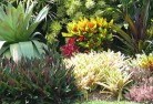 Springbrookplants-10.jpg; ?>