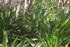 Springbrookplants-40.jpg; ?>