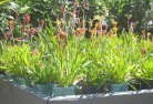Springbrookplants-71.jpg; ?>